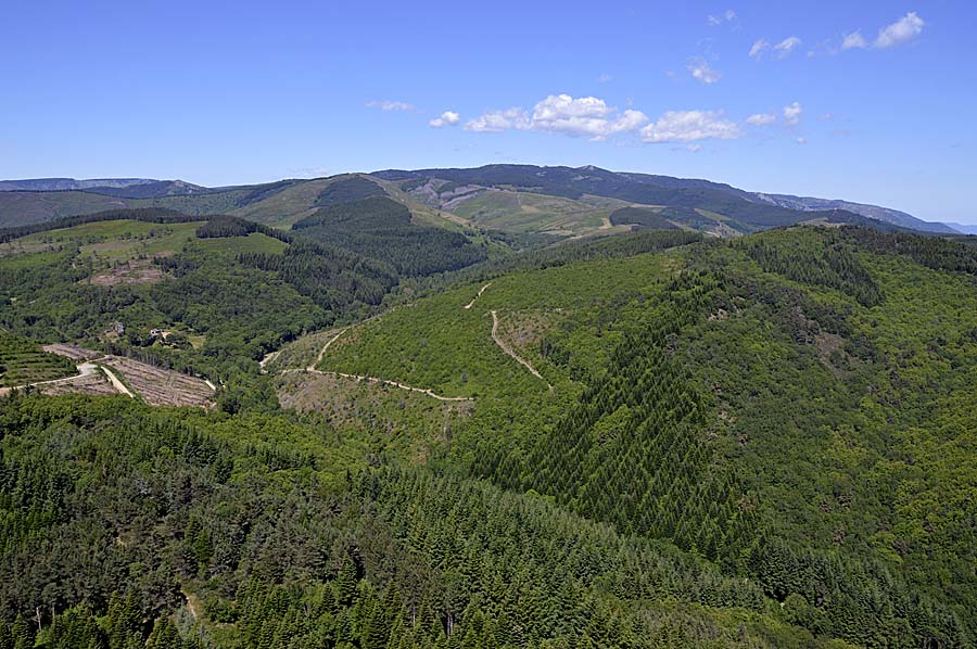 30foret-mont-aigoual-3-0713