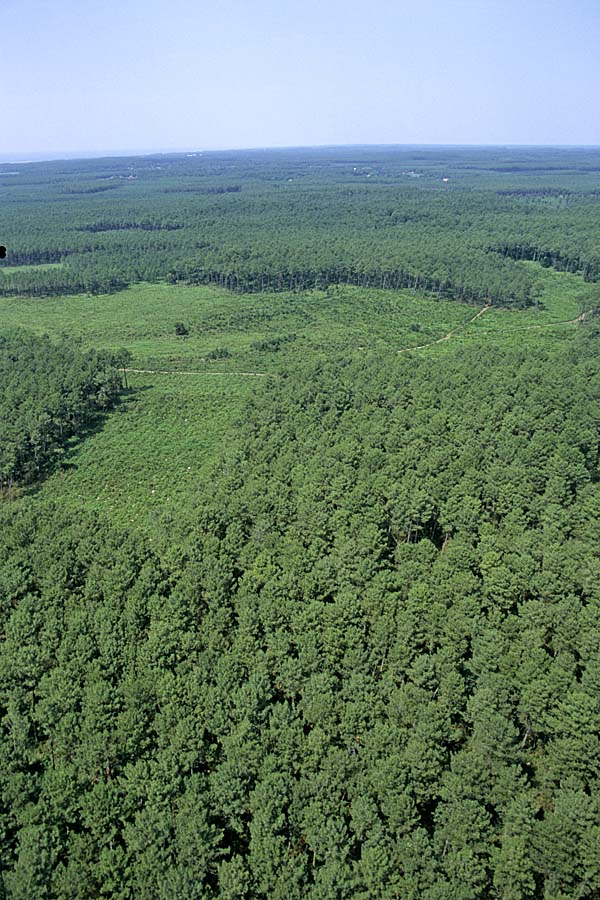 33foret-des-landes-8-e02