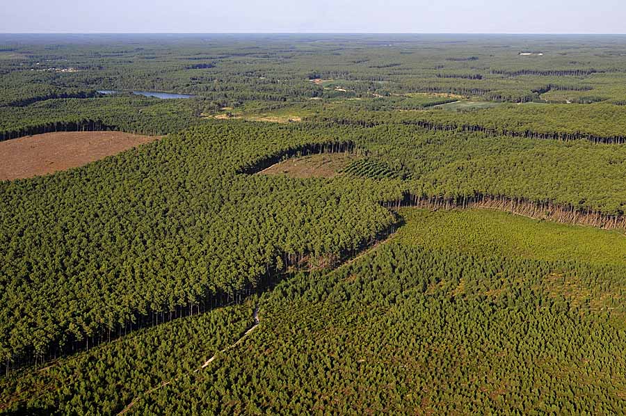 40foret-des-landes-33-0708