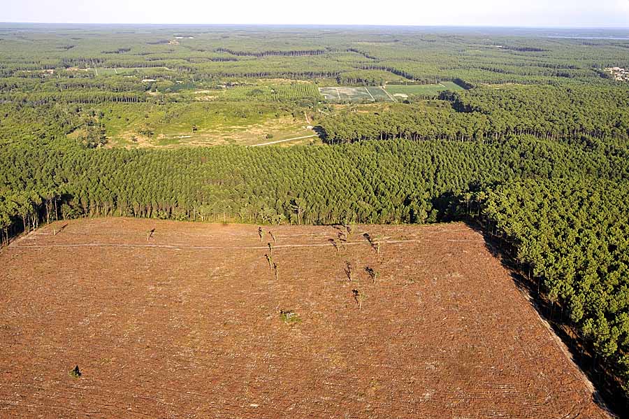 40foret-des-landes-34-0708