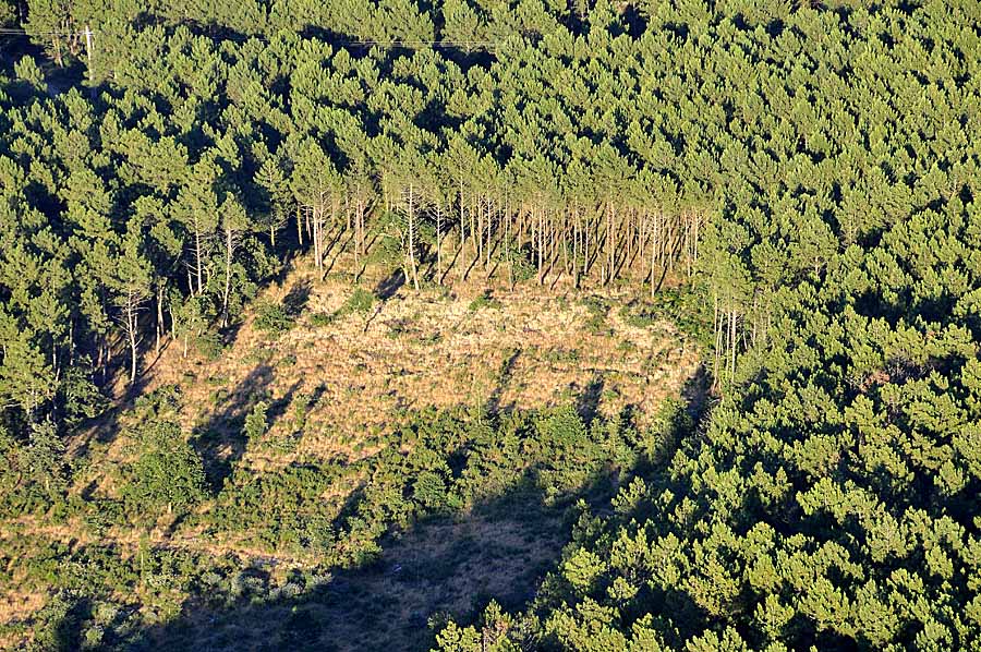 40foret-des-landes-49-0708
