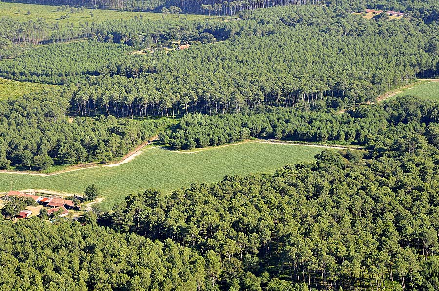 40foret-des-landes-64-0708