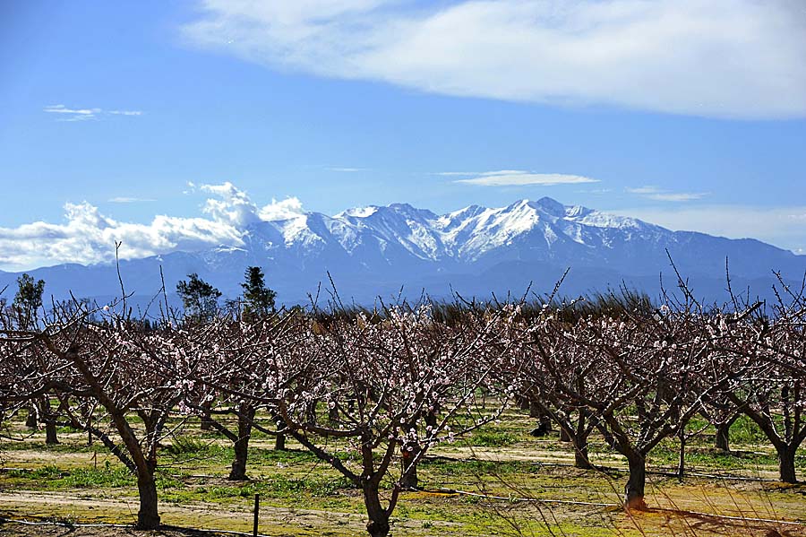 66le-canigou-14-0211