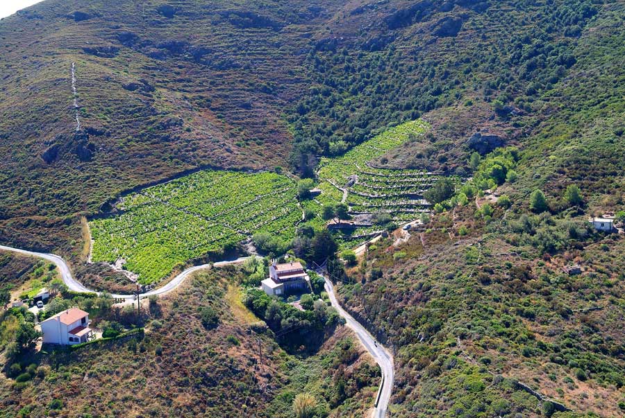 66vigne-banyuls-1-0806