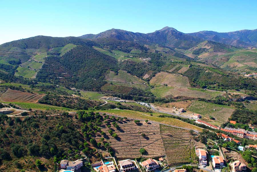 66vigne-banyuls-2-0806