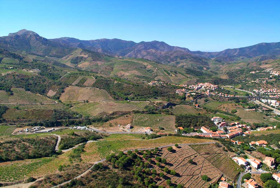 66vigne-banyuls-3-0806