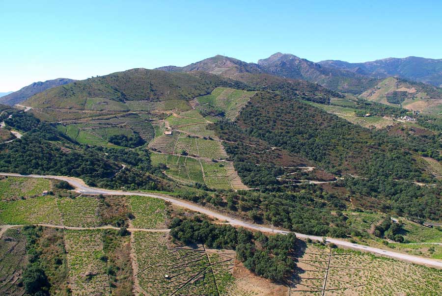 66vigne-banyuls-4-0806