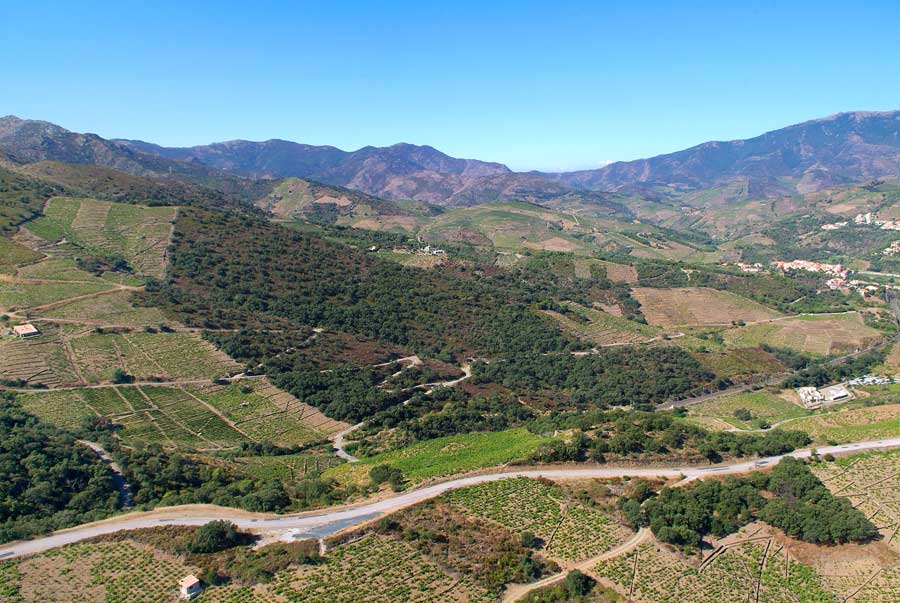 66vigne-banyuls-5-0806