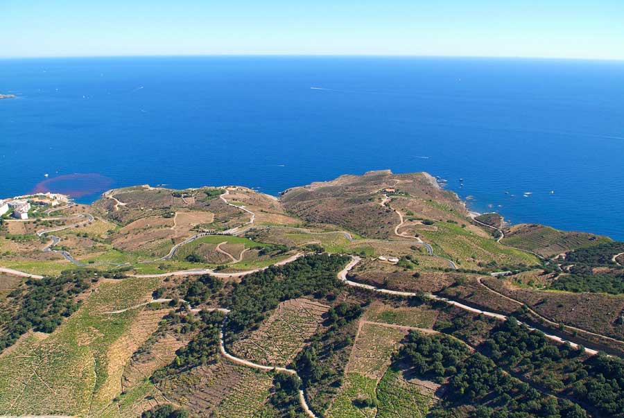 66vigne-banyuls-6-0806