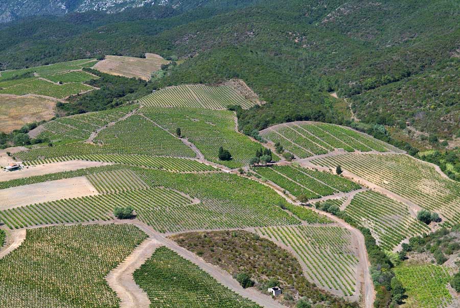 66vigne-corbieres-3-0806