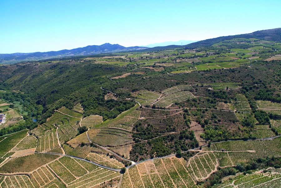 66vigne-corbieres-7-0806