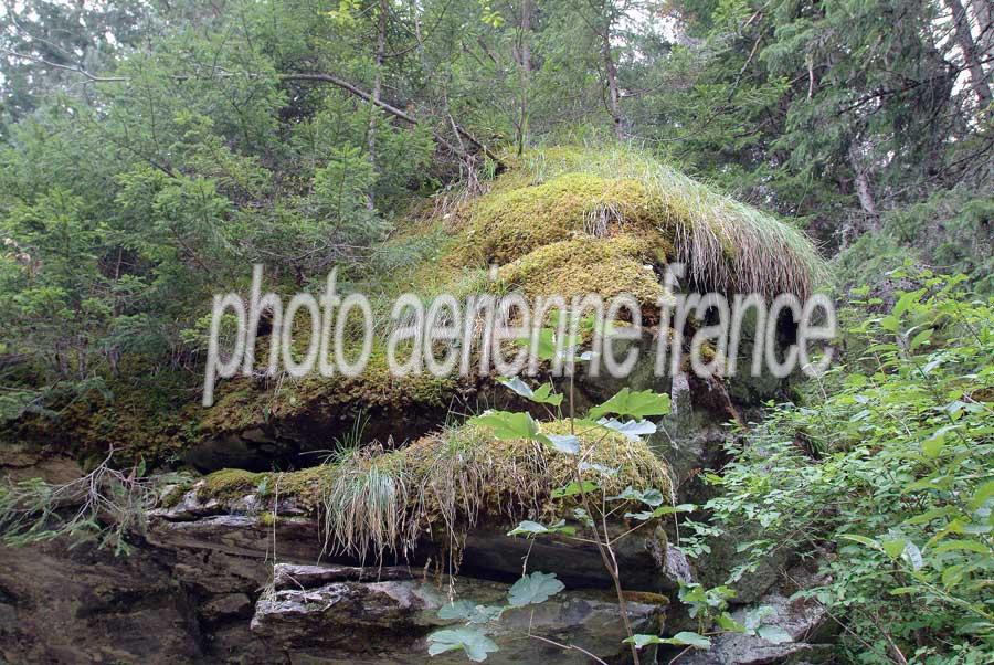 00alpes-foret-1-0803