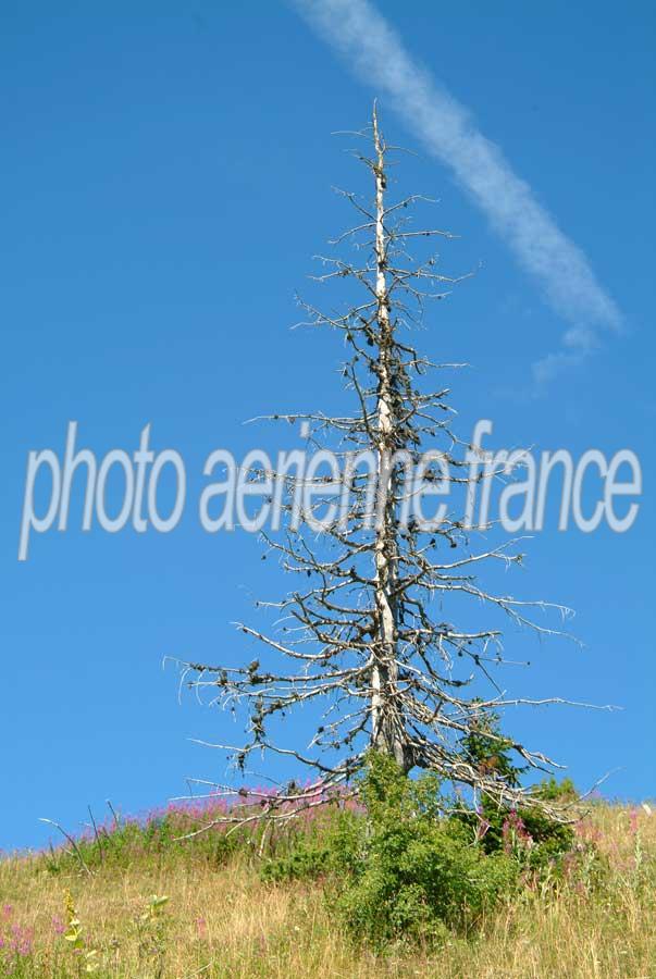 00arbre-foudroye-2-0804