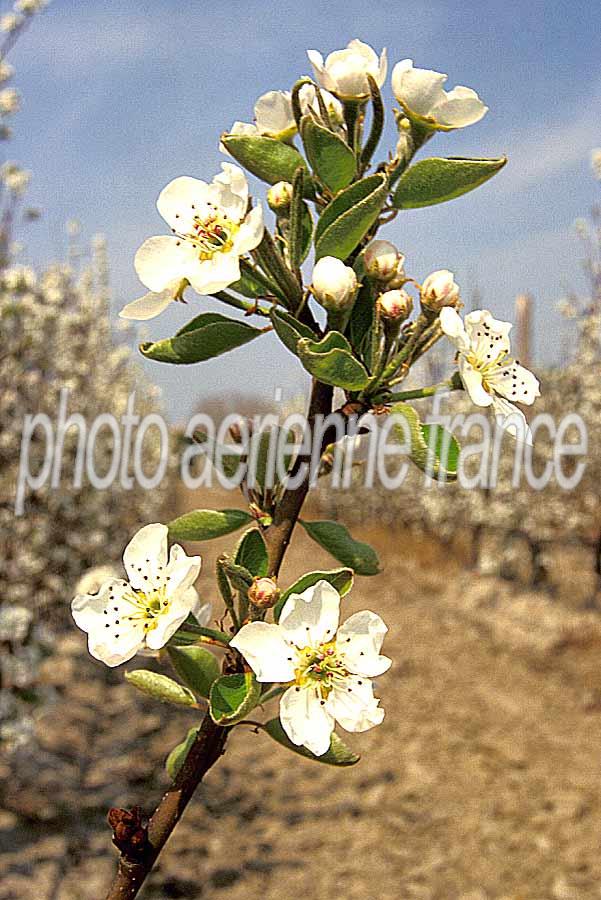 00arbres-fruit-10-e