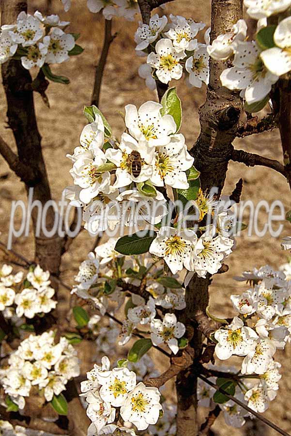 00arbres-fruit-11-e