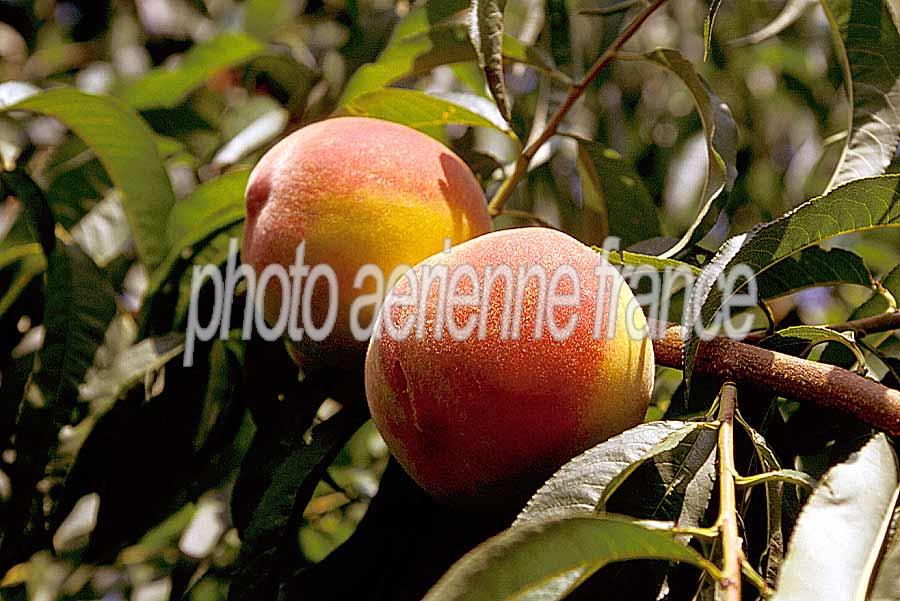 00arbres-fruit-19-e