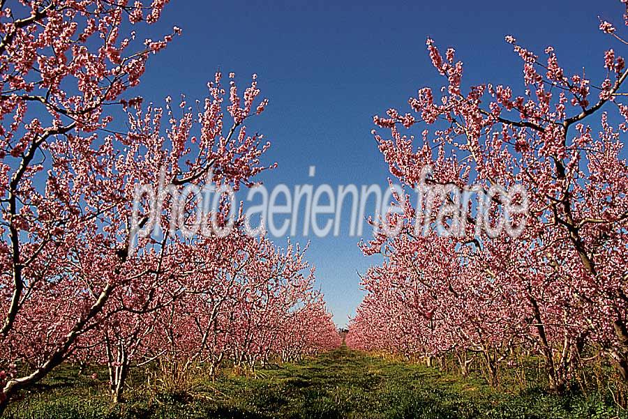 00arbres-fruit-2-e