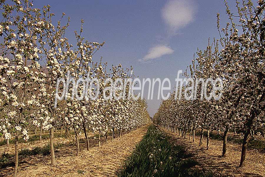 00arbres-fruit-8-e