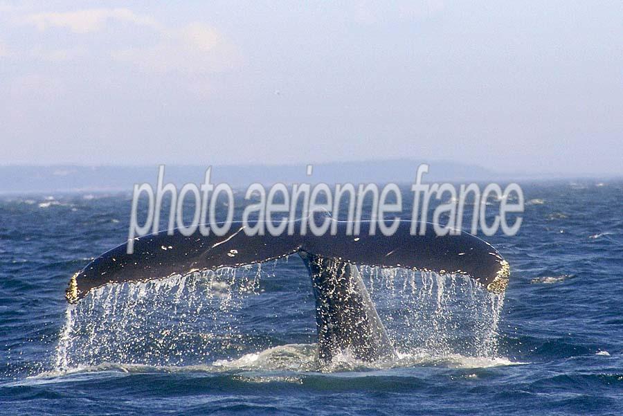 00baleine-47-0810