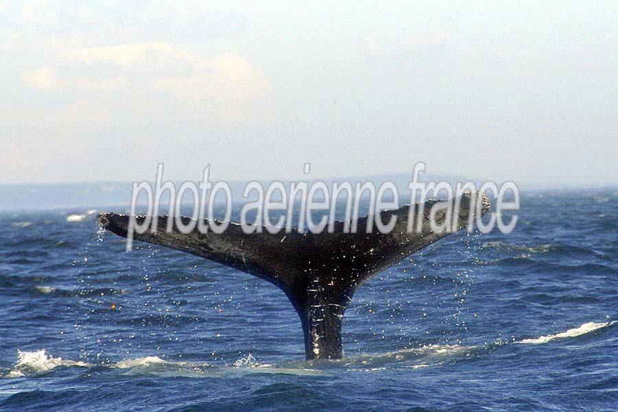 00baleine-49-0810