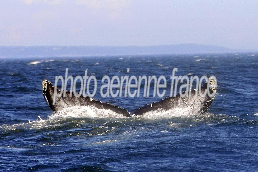 00baleine-50-0810