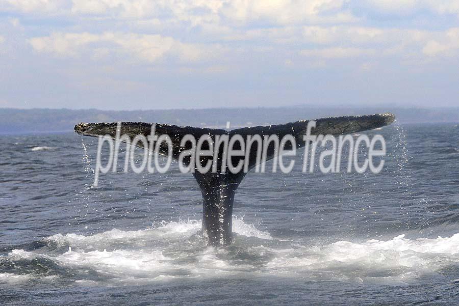 00baleine-72-0810