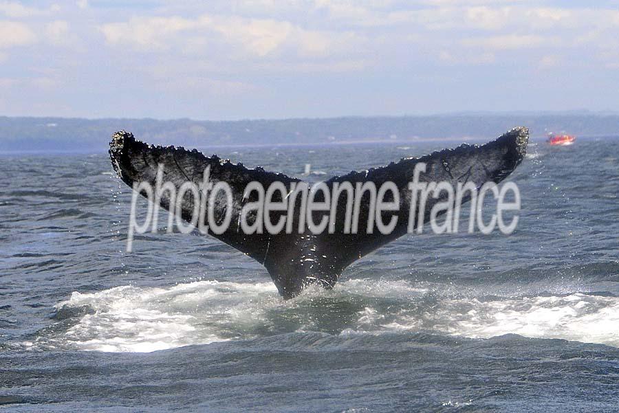 00baleine-73-0810