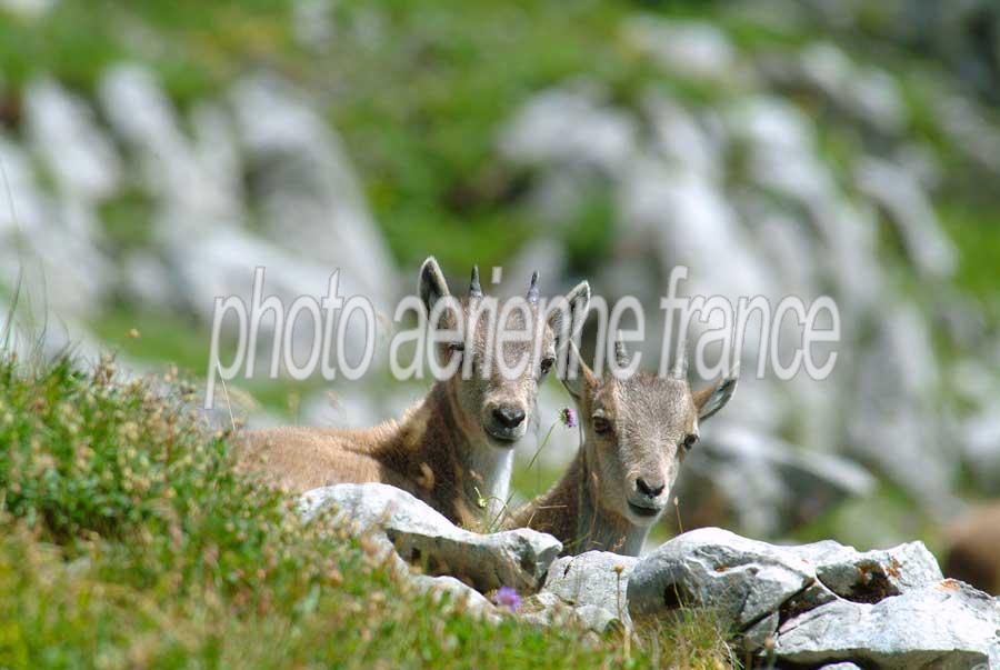 00bouquetin-25-0804