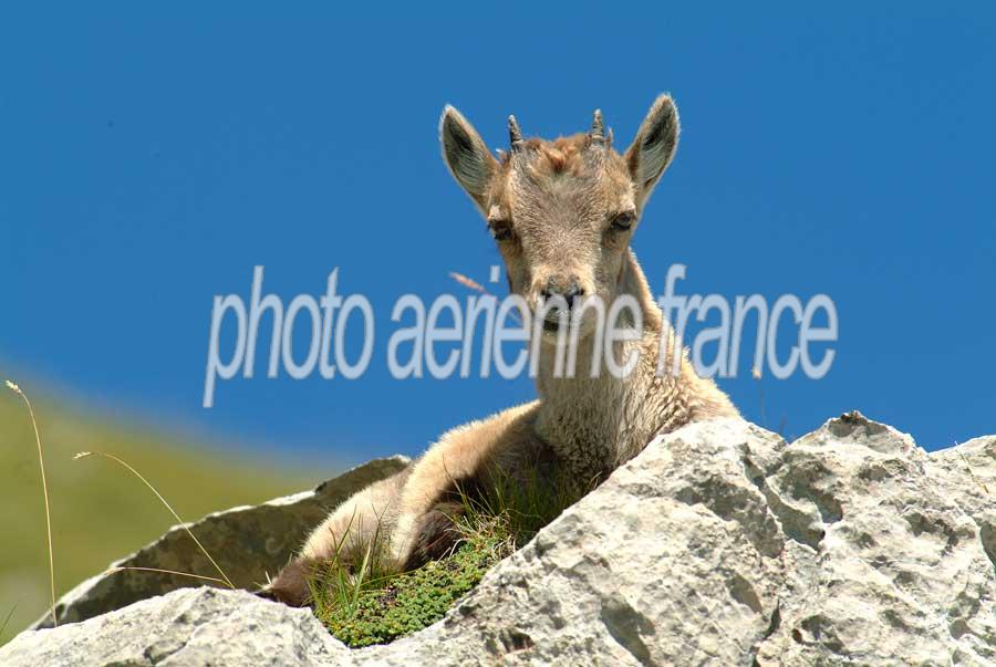 00bouquetin-66-0804