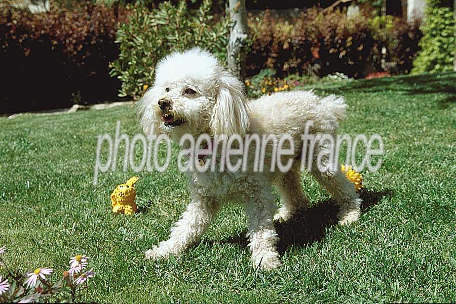 00caniche-11-e