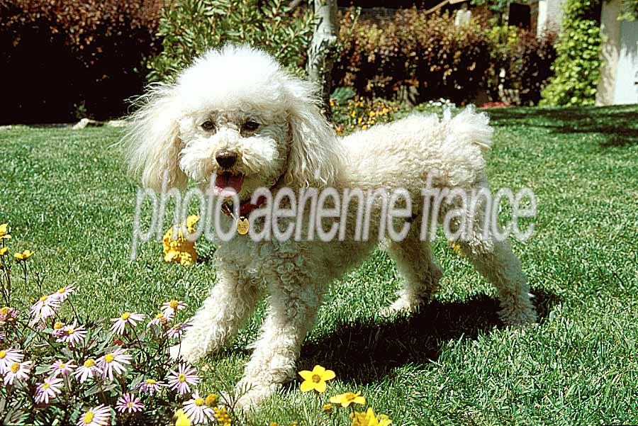 00caniche-14-e