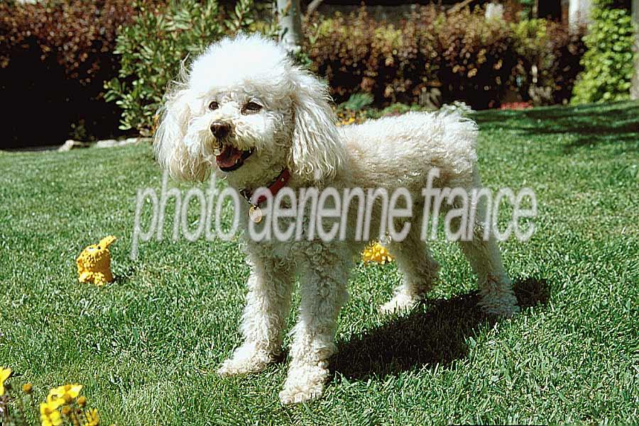 00caniche-18-e