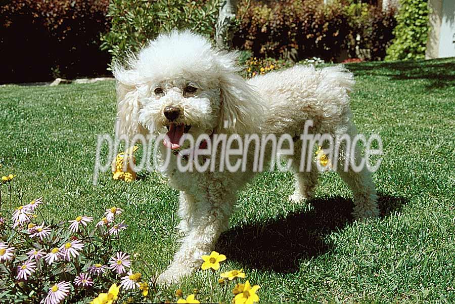 00caniche-3-e