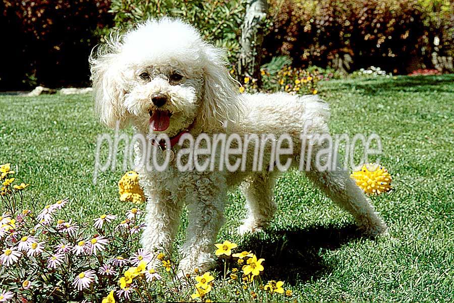 00caniche-5-e