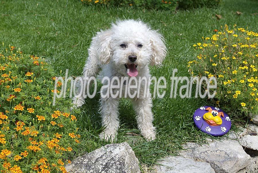 00caniche-6-0705