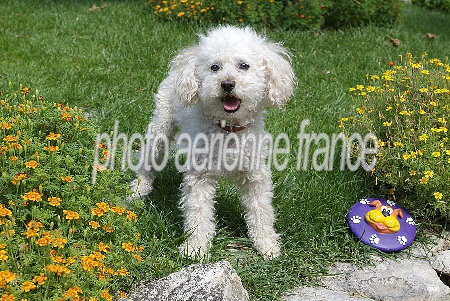 00caniche-7-0705