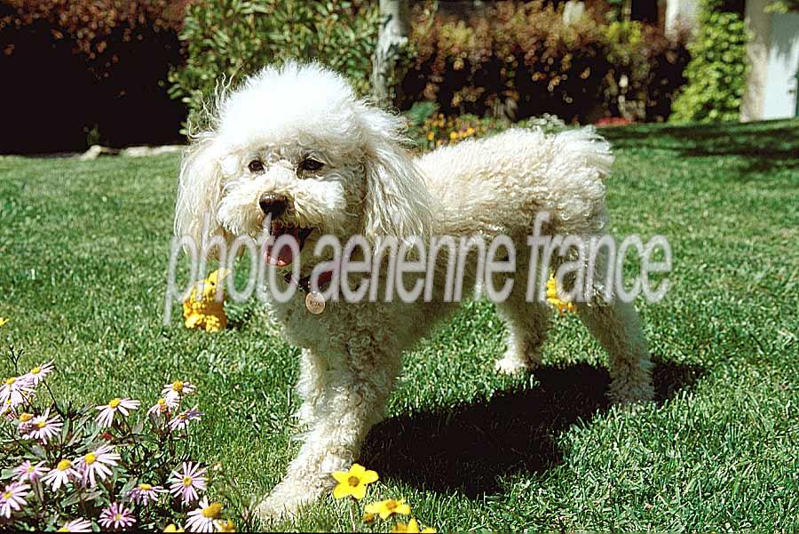 00caniche-7-e