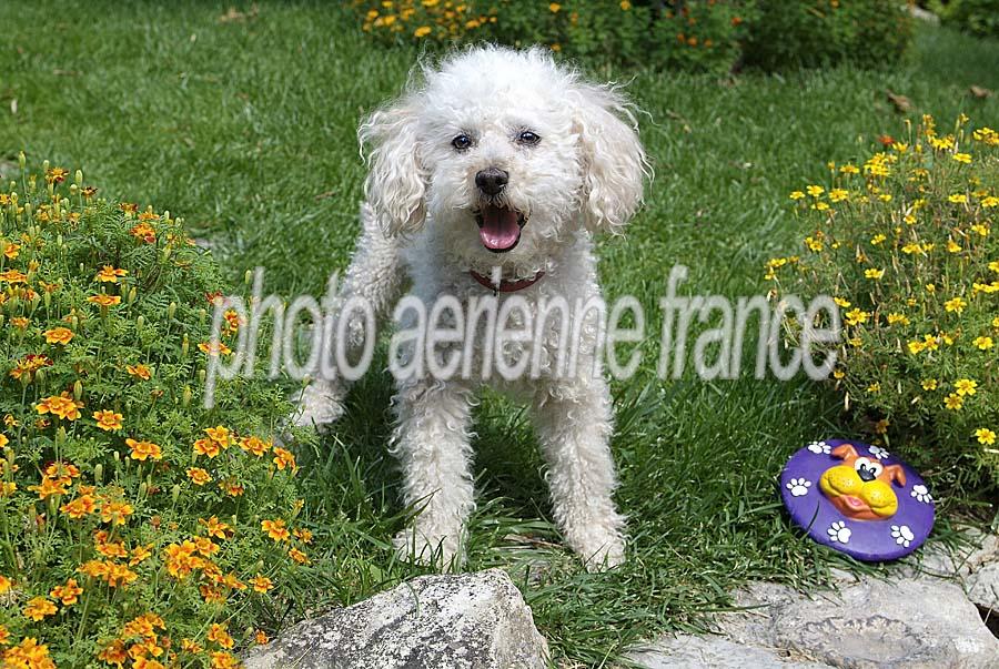 00caniche-8-0705