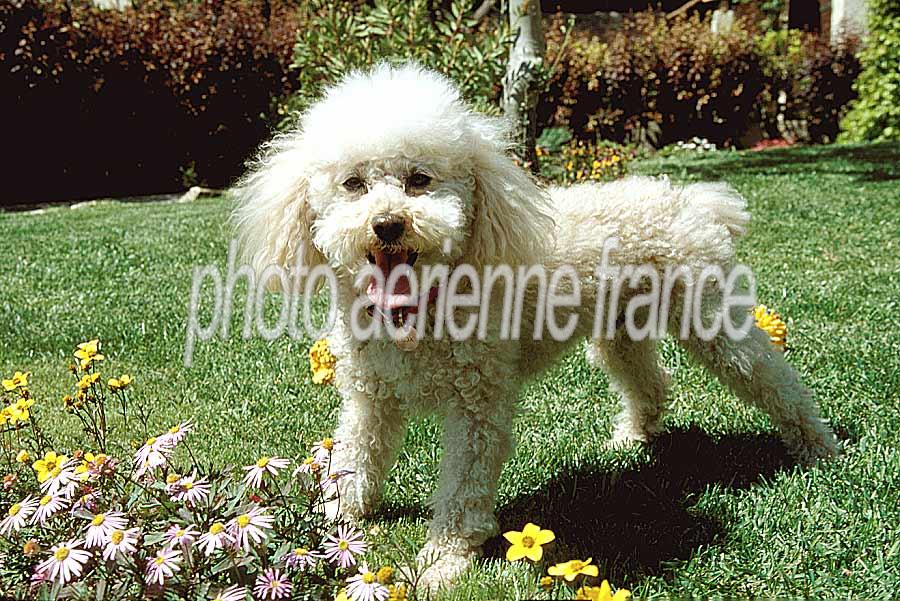 00caniche-8-e