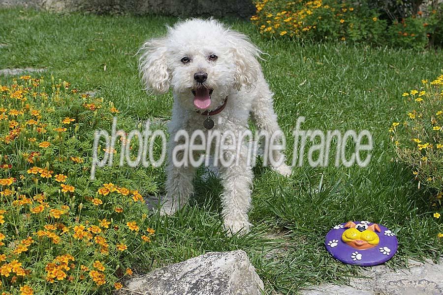 00caniche-9-0705