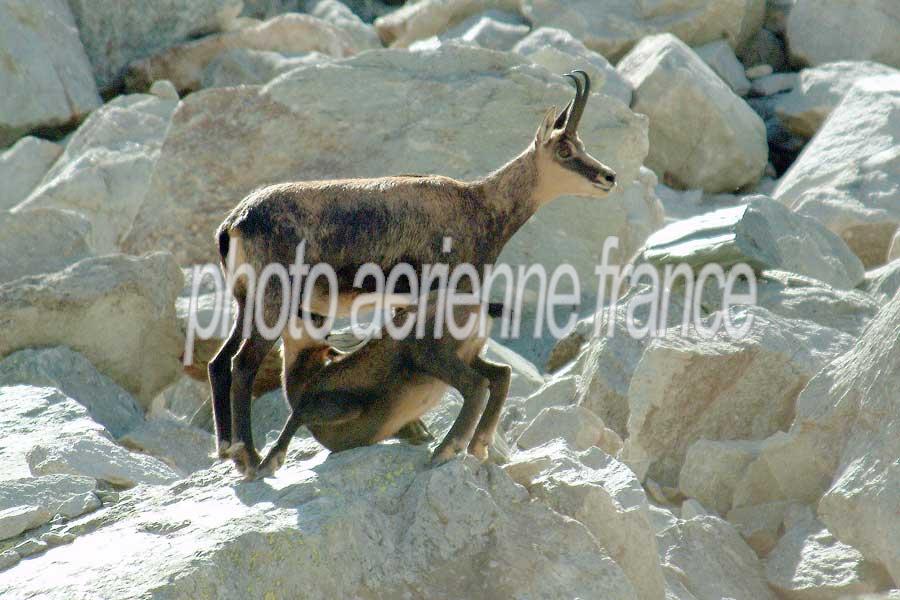 00chamois-1-0803