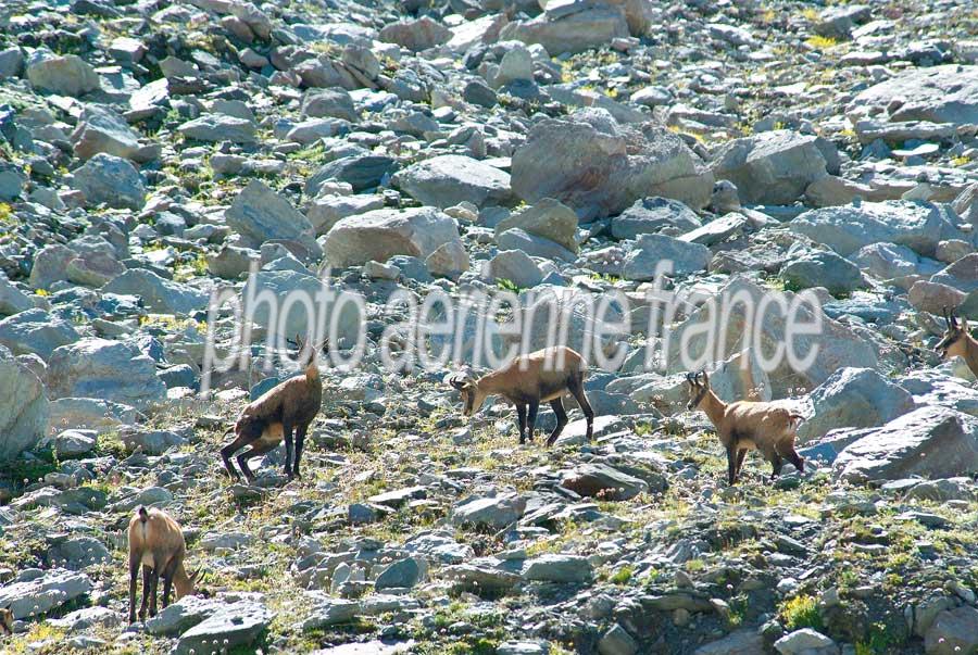 00chamois-10-0805