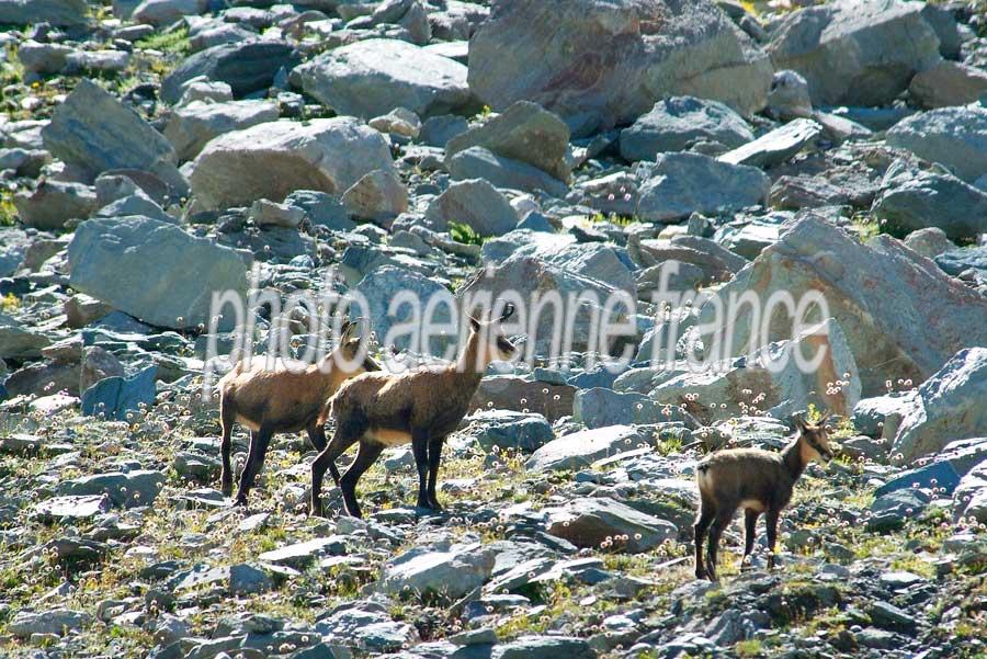 00chamois-13-0805