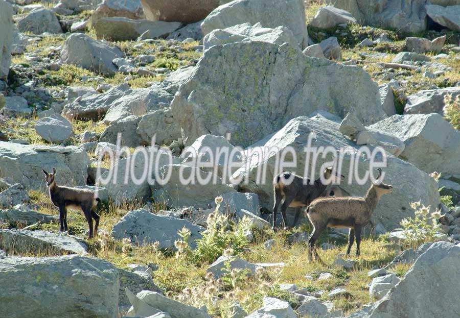 00chamois-3-0803