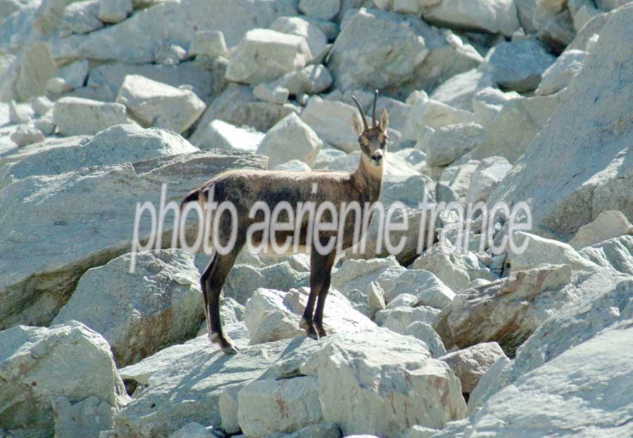 00chamois-4-0803