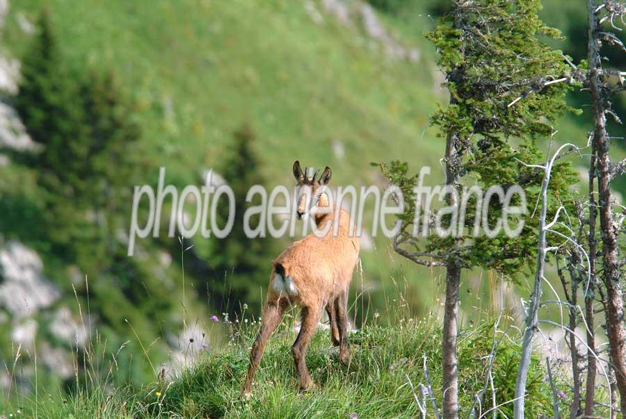 00chamois-5-0804