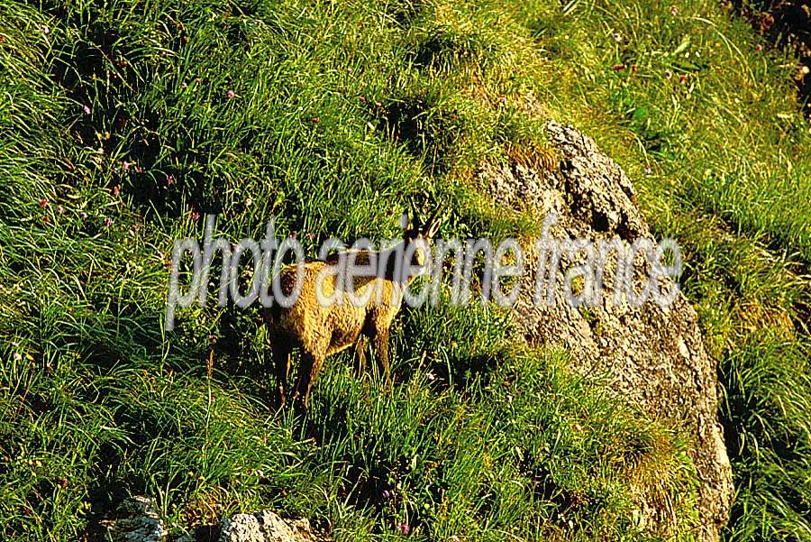 00chamois-5-e