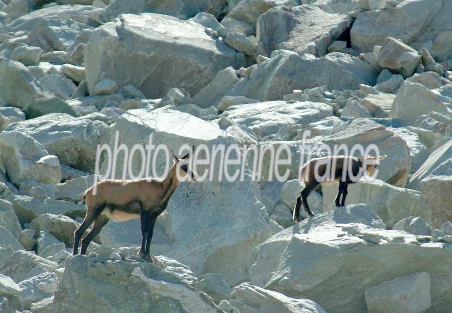 00chamois-6-0803