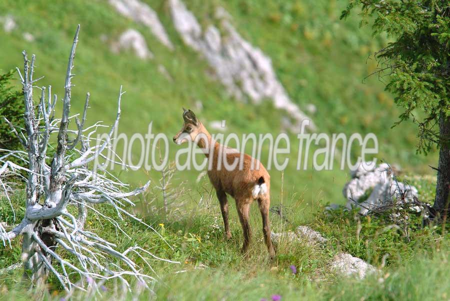 00chamois-6-0804