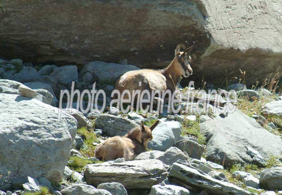 00chamois-7-0803